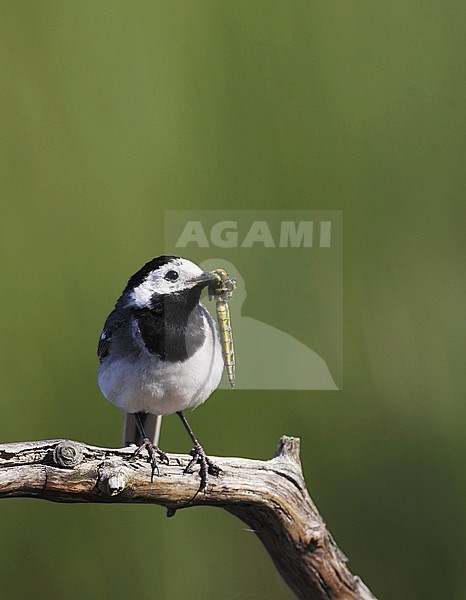 White Wagtail (Motacilla alba) perched on a branch with a dragonfly as prey in its beak. Photographed ar Vestamager in  Denmark. stock-image by Agami/Helge Sorensen,