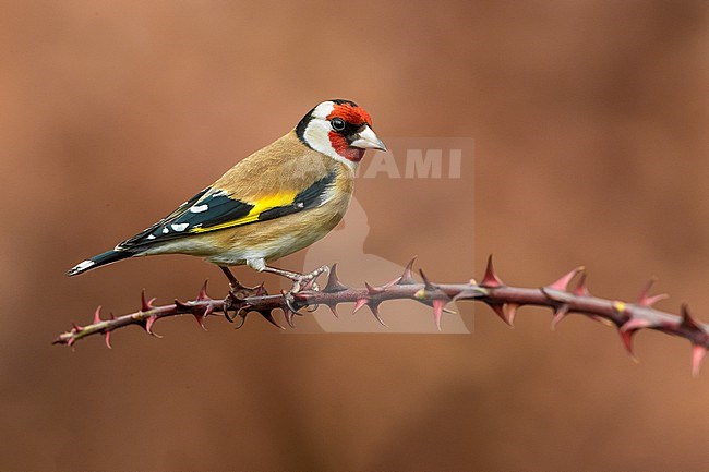 Goldfinch, Carduelis carduelis, in Italy. stock-image by Agami/Daniele Occhiato,