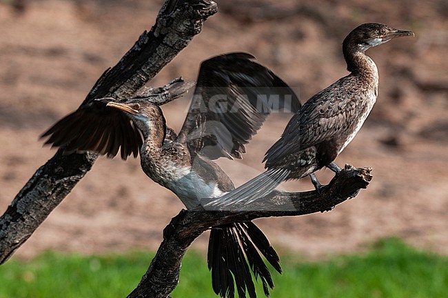 Two white-breasted cormorants, Phalacrocorax lucidus, on a branch; one taking off. Chobe National Park, Botswana. stock-image by Agami/Sergio Pitamitz,