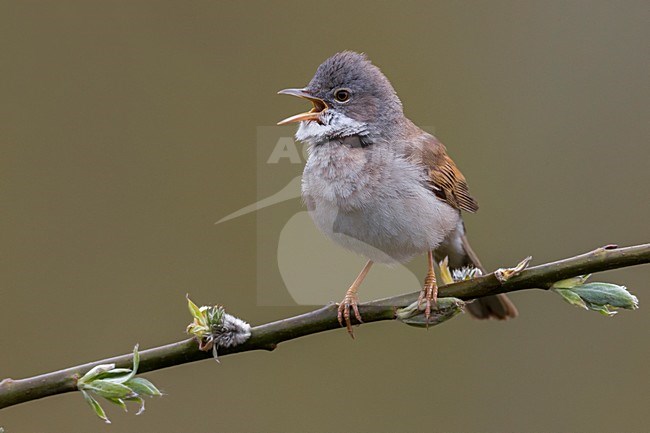 Zingende Grasmus; Singing Common Whitethroat stock-image by Agami/Daniele Occhiato,