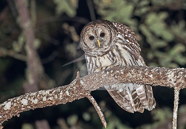 Cinereous owl (Strix sartorii)  in Mexico.. Also known as Mexican barred owl. stock-image by Agami/Pete Morris,
