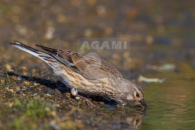 Linnet; Carduelis cannabina bella stock-image by Agami/Daniele Occhiato,
