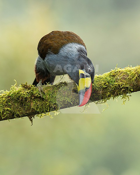 Gray-breasted Mountain-Toucan (Andigena hypoglauca hypoglauca) (subspecies) perched on a mossy branch in Manizales, Colombia, South-America. stock-image by Agami/Steve Sánchez,
