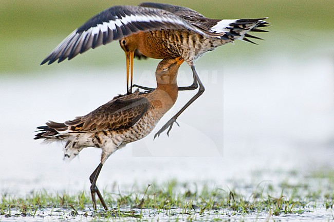 Grutto twee vechtend; Black-tailed Godwit two fighting stock-image by Agami/Hans Germeraad,