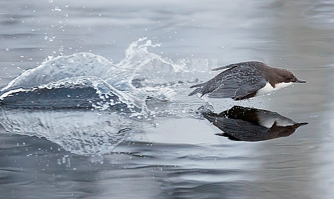 Black-bellied White-throated Dipper, Cinclus cinclus cinclus) shooting out of the water at Kuusamo, Finland. stock-image by Agami/Markus Varesvuo,
