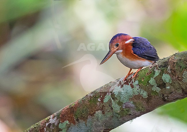 White-bellied Kingfisher, Corythornis leucogaster, in Ghana. stock-image by Agami/Pete Morris,