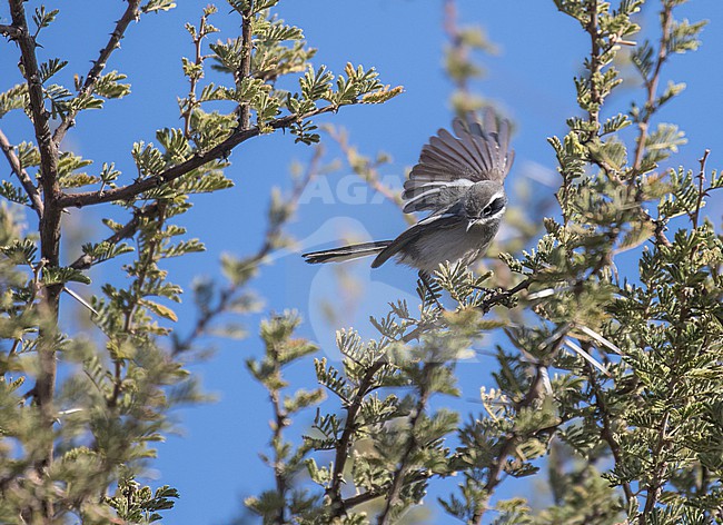 Fairy Flycatcher (Stenostira scita) in South Africa. stock-image by Agami/Pete Morris,