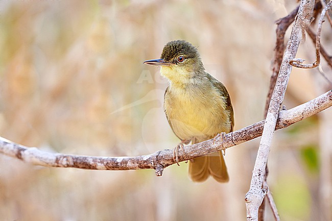 Long-billed Bernieria (Bernieria madagascariensis) perched on a branch in Kirindy Forest Reserve, Madagascar stock-image by Agami/Tomas Grim,