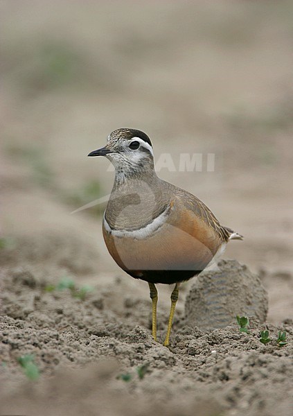  stock-image by Agami/Bas van den Boogaard,
