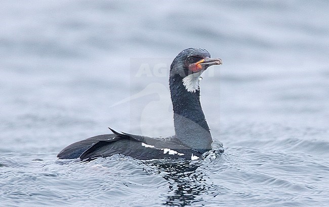 Adult Campbell Shag (Leucocarbo campbelli) swimming offshore Campbell island in subantarctic New Zealand. Side view of an alert looking individual. stock-image by Agami/Marc Guyt,