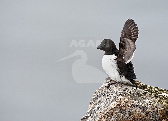 Little Auk (Alle alle) during summer season on Spitsbergen in arctic Norway. Adult perched on a rock in the colony with raised wings. stock-image by Agami/Marc Guyt,