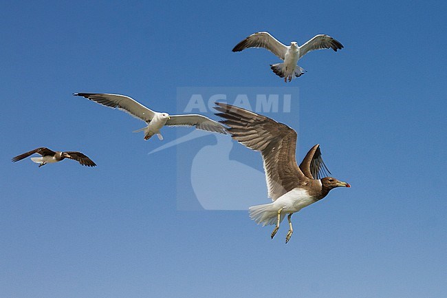 Sooty Gull - Hemprichmöwe - Larus hemprichii, Oman stock-image by Agami/Ralph Martin,