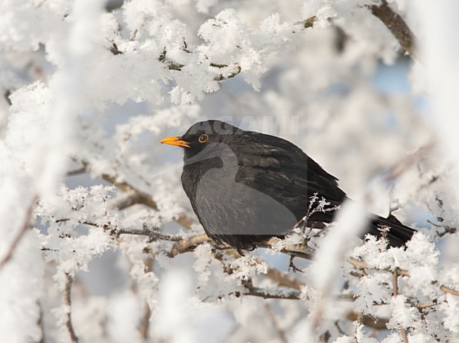 Mannetje Merel rustend in struik met rijp en sneeuw. Male Common Blackbird resting in bush with hoarfrost and snow. stock-image by Agami/Ran Schols,