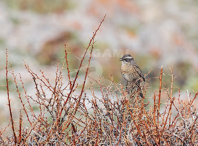 Radde's accentor (Prunella ocularis) in Turkey. stock-image by Agami/Pete Morris,