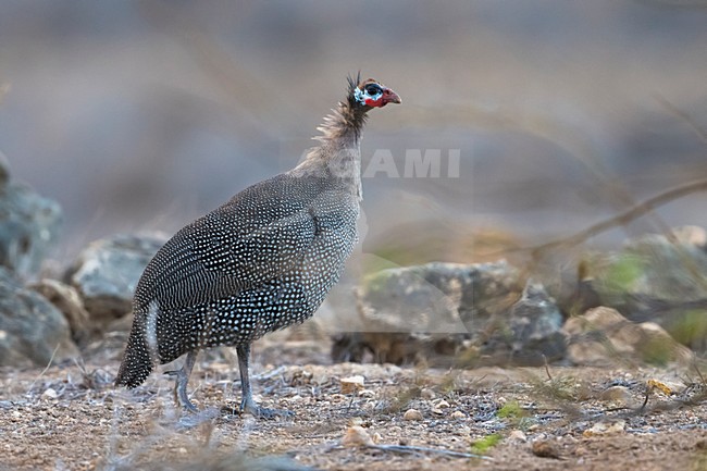 Helmparelhoen; Helmeted Guineafowl stock-image by Agami/Daniele Occhiato,