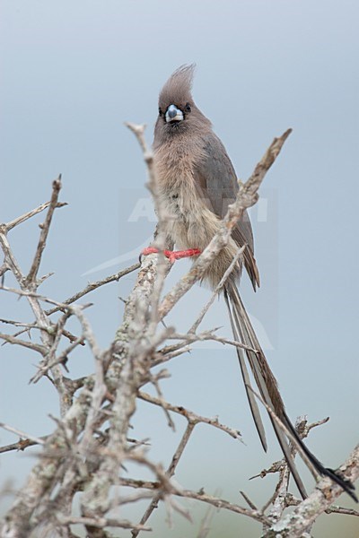 Witstuitmuisvogel zittend in een struik, White-backed Mousebird perched in a scrub stock-image by Agami/Wil Leurs,