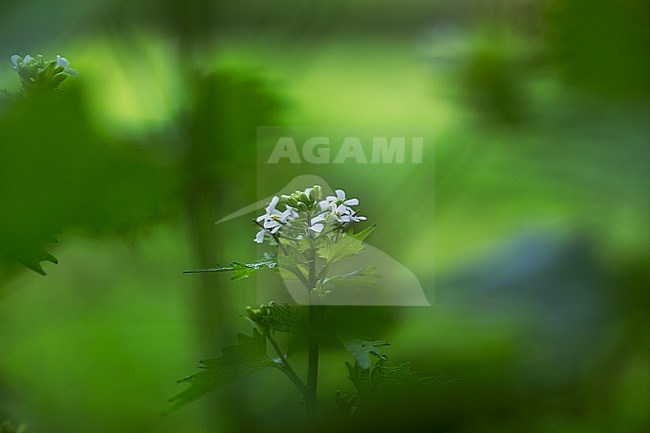 Look zonder look, Garlic Mustard, Alliaria petiolata stock-image by Agami/Wil Leurs,