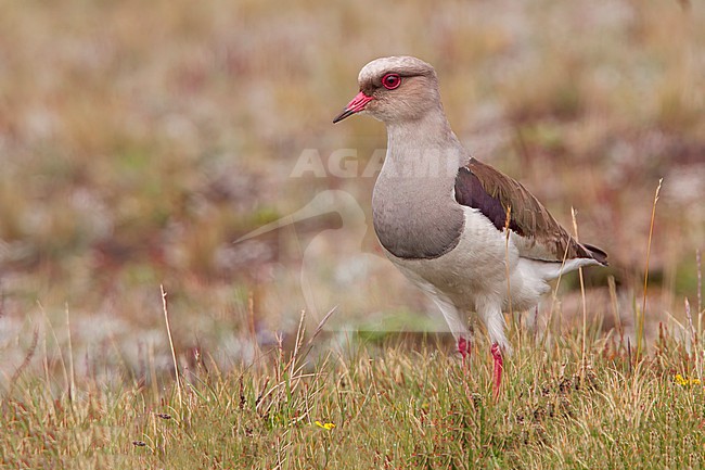 Andean Lapwing (Vanellus resplendens) feeding in the open  in Ecuador stock-image by Agami/Dubi Shapiro,