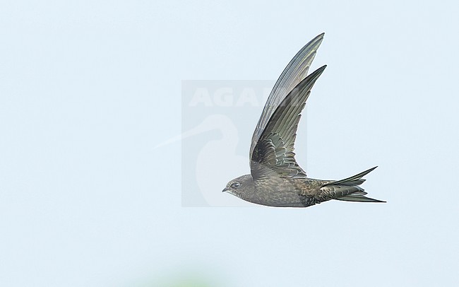 Common swift (Apus apus) in flight, with up turned tail stock-image by Agami/Lennart Verheuvel,