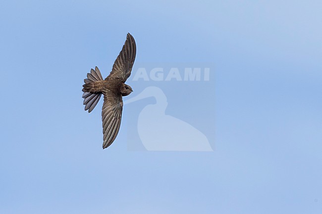 Kaapverdische Gierzwaluw; Cape Verde Swift stock-image by Agami/Daniele Occhiato,