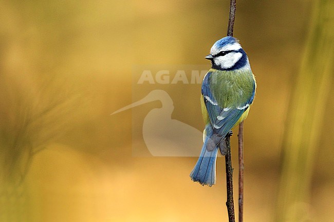 Sideways perched adult Blue Tit (Cyanistes caeruleus) looking alert around. stock-image by Agami/Walter Soestbergen,
