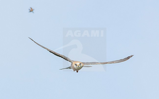 Red-footed falcon (Falco vespertinus) on the hunt for Common cockchafers (Melolontha melolontha). Female Red-footed Falcon, second calenderyear (2cy/2kj). Looking at one. stock-image by Agami/Lennart Verheuvel,