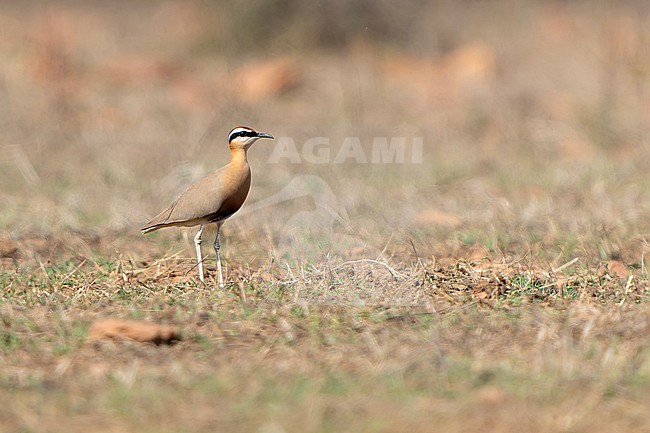 Indian Courser, Cursorius coromandelicus, in India. stock-image by Agami/Dani Lopez-Velasco,