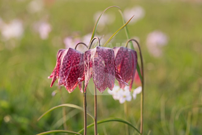Kievitsbloemen in de uiterwaarden, Snake's Head Fritillary in the river forelands stock-image by Agami/Theo Douma,