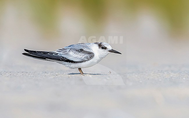 First winter Least Tern sitting on a beach of Cape May Point, Cape May, New Jersey, USA. August 28, 2016. stock-image by Agami/Vincent Legrand,