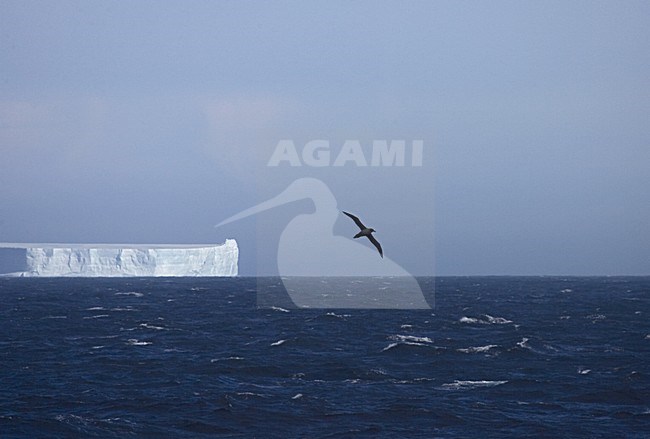 Roetkopalbatros vliegend boven de oceaan, Light-mantled Sooty Albatross flying above the ocean stock-image by Agami/Marc Guyt,