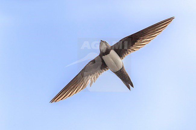 Alpengierzwaluw, Apline Swift stock-image by Agami/Daniele Occhiato,