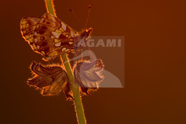 Paarse parelmoervlinder, Violet Fritillary stock-image by Agami/Rob de Jong,