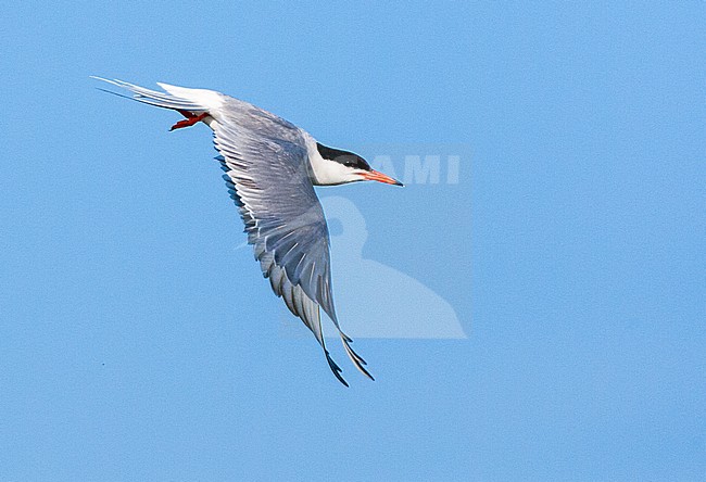 Adult Common Tern (Sterna hirundo) flying over lake near Skala Kalloni on the Mediterranean island of Lesvos, Greece. stock-image by Agami/Marc Guyt,