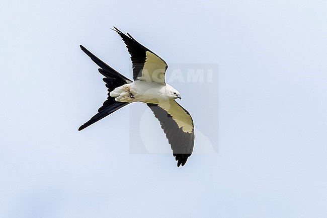Swallow-tailed Kite (Elanoides forficatus forficatus) flying over Urzelina, Sao Jorge, Azores, Portugal. stock-image by Agami/Vincent Legrand,