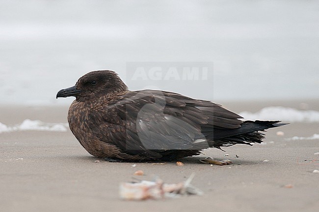 Great Skua (Catharacta skua) resting on a beach near Wassenaar in the Netherlands. stock-image by Agami/Arnold Meijer,