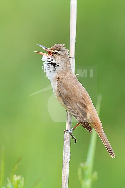 Great Reed Warbler (Acrocephalus arundinaceus), side view of an adult singing from a reed, Campania, Italy stock-image by Agami/Saverio Gatto,