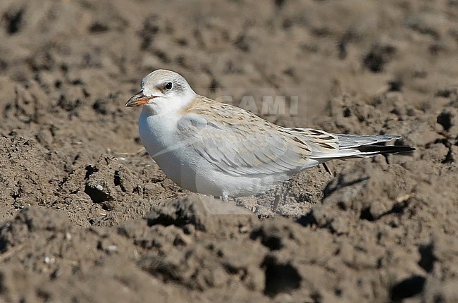 Juvenile Gull-billed tern (Gelochelidon nilotica) standing on an agricultural field in the Netherlands, seen from the side. stock-image by Agami/Fred Visscher,