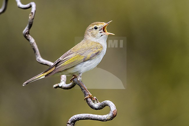 Singing male Western Bonelli's Warbler, Phylloscopus bonelli, perched on a branch in Italy. stock-image by Agami/Daniele Occhiato,
