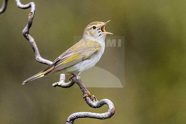 Singing male Western Bonelli's Warbler, Phylloscopus bonelli, perched on a branch in Italy. stock-image by Agami/Daniele Occhiato,