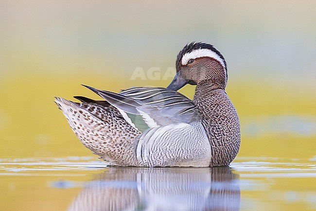 Garganey (Anas querquedula), side view of an adult male preening, Campania, Italy stock-image by Agami/Saverio Gatto,