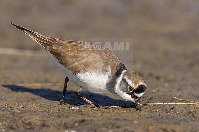 Portrait of an adult Little Ringed Plover (Charadrius dubius) feeding on mudflats at Aiguamolls de l'Empordà in NE Spain. stock-image by Agami/Rafael Armada,