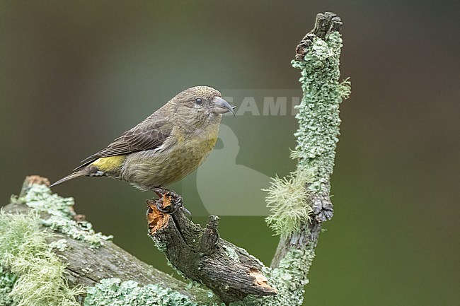 Adult female
Jefferson Co., CO
June 2023 stock-image by Agami/Brian E Small,