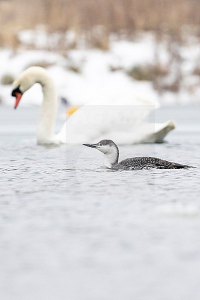 Adult winter Red-throated Diver (Gavia stellata) swimming on an inland river in Great Britain. stock-image by Agami/Josh Jones,
