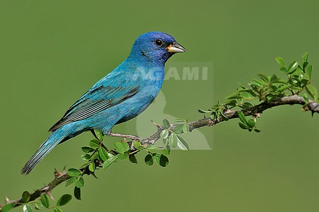 Adult male breeding
Galveston Co., TX
April 2005 stock-image by Agami/Brian E Small,