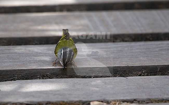 Ashy-throated Warbler, Phylloscopus maculipennis, perched in Doi Inthanon, Thailand stock-image by Agami/Helge Sorensen,