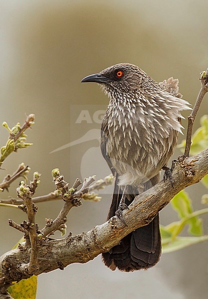 Arrow-marked Babbler (Turdoides jardineii) perched in a tree stock-image by Agami/Dubi Shapiro,