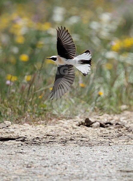 Western Black-eared Wheatear, Oenanthe hispanica (male in flight), at Bolonia, Andalucia, Spain stock-image by Agami/Helge Sorensen,