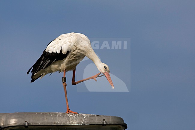 Ooievaar op lantaarnpaal Nederland, White Stork at streetlight Netherlands stock-image by Agami/Wil Leurs,