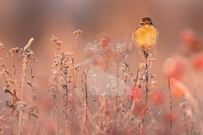 European Stonechat (Saxicola rubicola) in Italy. stock-image by Agami/Daniele Occhiato,