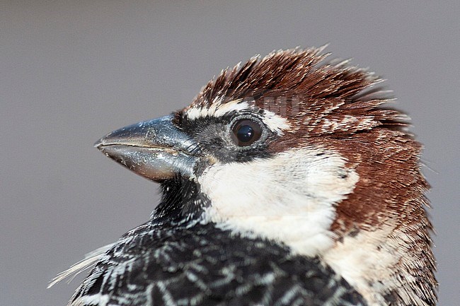 Male Spanish Sparrow (Passer hispaniolensis) caught at ringing station during spring migration in southern negev, Israel. stock-image by Agami/Marc Guyt,